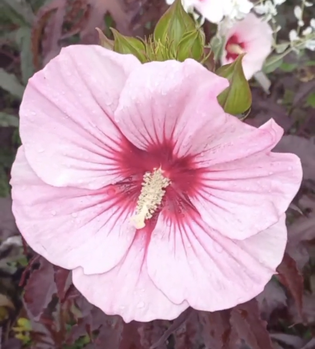 Веселе Серце (Jolly Heart) Серія Carousel